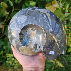 Ammonit - Echtes versteinertes Fossil - 100 Millionen Jahre alt - 19x16 cm - NR. 51