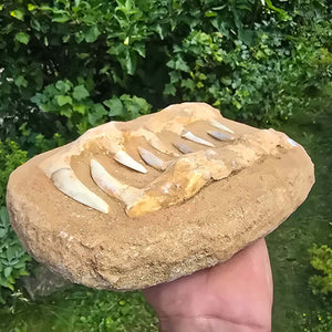 Mosasaurier Kiefer mit originalen Zähnen (Präpariert) – Fossil aus Marokko - 26x17cm - Nr. 12