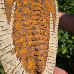 Echter Trilobit Fossil auf Matrix – Naturfund aus Marokko - handpräpariert - 34x22cm - Nr. 12