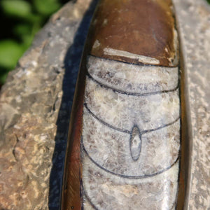 Orthoceras Fossil – 22x12cm geschliffene Platte aus Marokko - Nr. 13