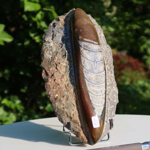 Orthoceras Fossil – 22x12cm geschliffene Platte aus Marokko - Nr. 13