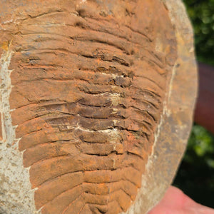 Echter Trilobit Fossil auf Matrix – Naturfund aus Marokko - handpräpariert - 21x20cm - Nr. 13
