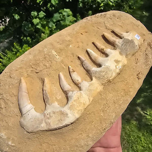 Mosasaurier Kiefer mit originalen Zähnen (Präpariert) – Fossil aus Marokko - 30x17cm - Nr. 13