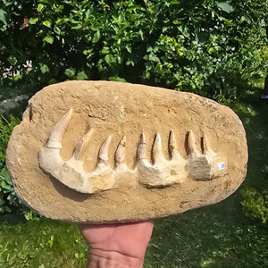 Mosasaurier Kiefer mit originalen Zähnen (Präpariert) – Fossil aus Marokko - 30x17cm - Nr. 13