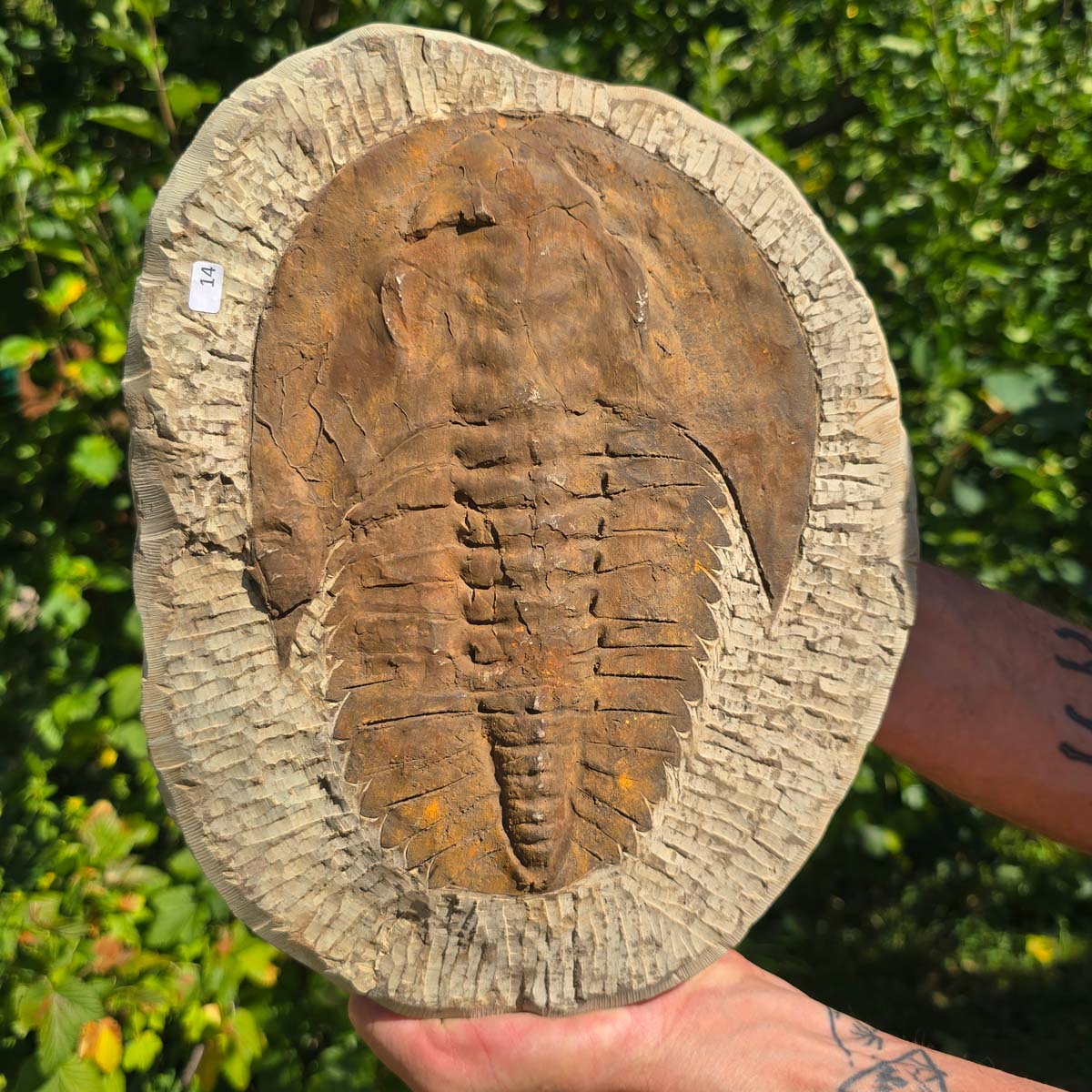 Echter Trilobit Fossil auf Matrix – Naturfund aus Marokko - handpräpariert - 29x23cm - Nr. 14