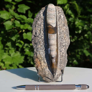 Orthoceras Fossil – 22x9cm geschliffene Platte aus Marokko - Nr. 14