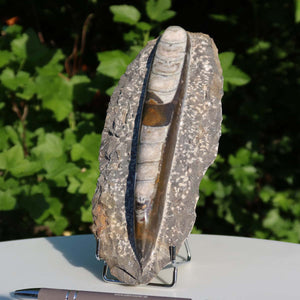 Orthoceras Fossil – 22x9cm geschliffene Platte aus Marokko - Nr. 14
