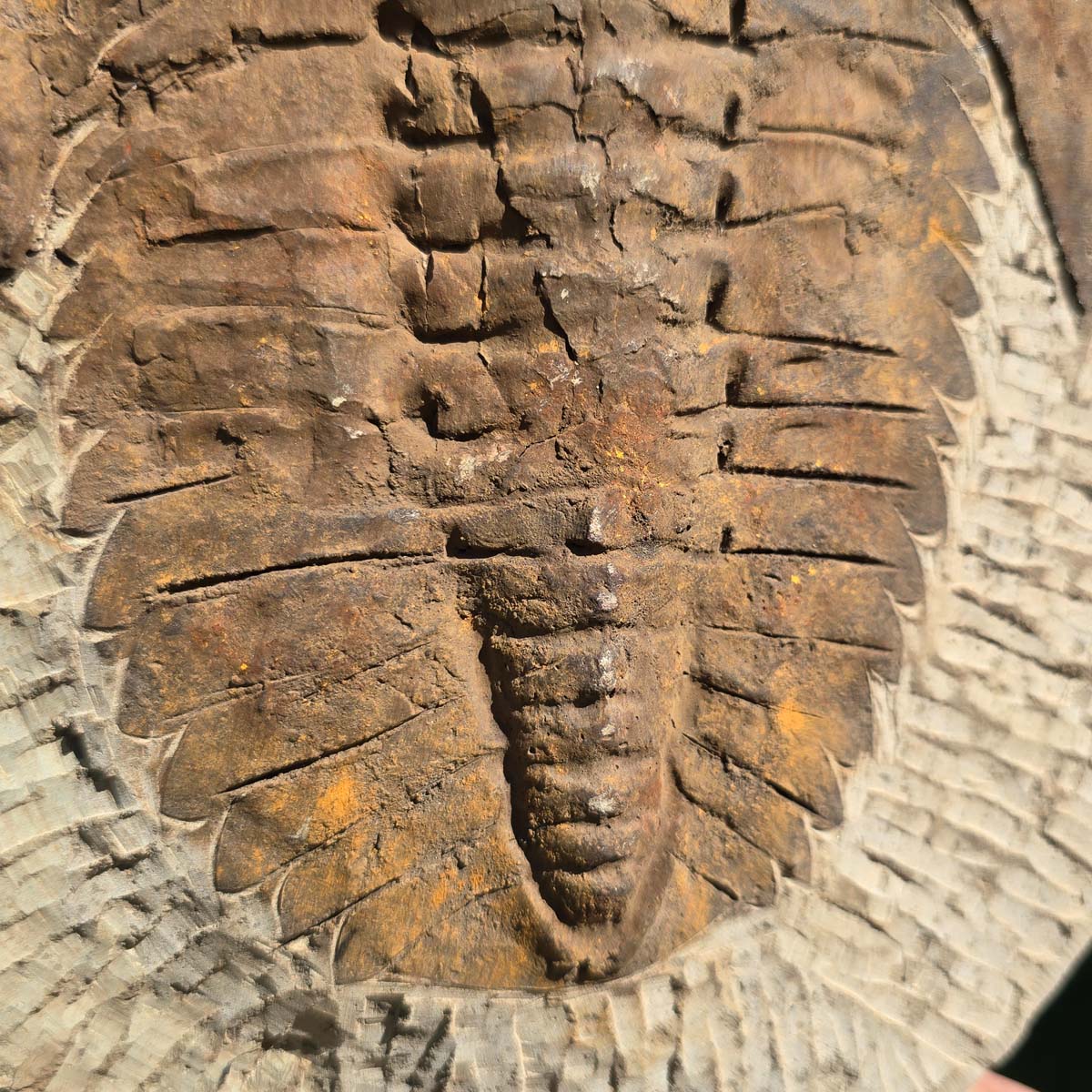 Echter Trilobit Fossil auf Matrix – Naturfund aus Marokko - handpräpariert - 29x23cm - Nr. 14