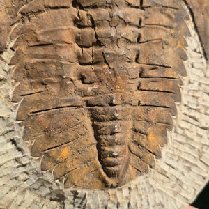Echter Trilobit Fossil auf Matrix – Naturfund aus Marokko - handpräpariert - 29x23cm - Nr. 14