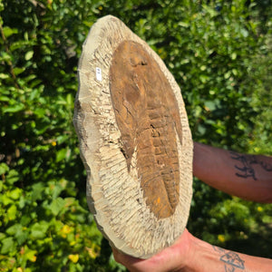 Echter Trilobit Fossil auf Matrix – Naturfund aus Marokko - handpräpariert - 29x23cm - Nr. 14