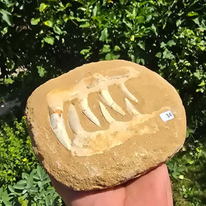Mosasaurier Kiefer mit originalen Zähnen (Präpariert) – Fossil aus Marokko - 16x13cm - Nr. 14