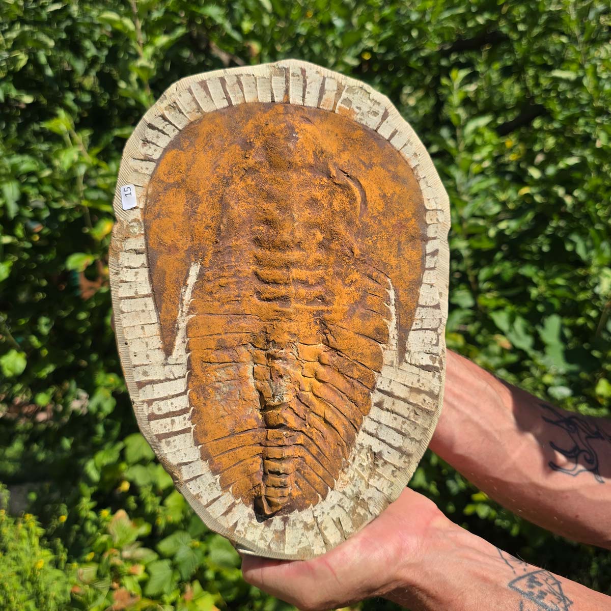 Echter Trilobit Fossil auf Matrix – Naturfund aus Marokko - handpräpariert - 28x20cm - Nr. 15