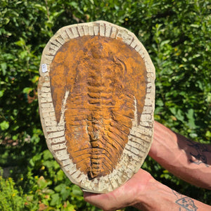 Echter Trilobit Fossil auf Matrix – Naturfund aus Marokko - handpräpariert - 28x20cm - Nr. 15