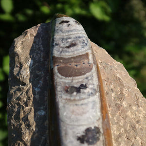 Orthoceras Fossil – 23x10cm geschliffene Platte aus Marokko - Nr. 15