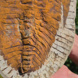 Echter Trilobit Fossil auf Matrix – Naturfund aus Marokko - handpräpariert - 28x20cm - Nr. 15