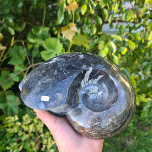 Ammonit - Echtes versteinertes Fossil - 100 Millionen Jahre alt - 23x18 cm - NR. 54
