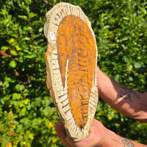 Echter Trilobit Fossil auf Matrix – Naturfund aus Marokko - handpräpariert - 28x20cm - Nr. 15