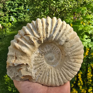 Ammonit - Echtes versteinertes Fossil - 100 Millionen Jahre alt - 15x13x7 cm - NR. 16