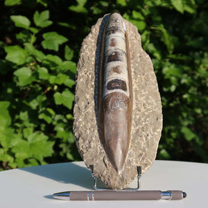 Orthoceras Fossil – 25x11cm geschliffene Platte aus Marokko - Nr. 16