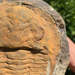 Echter Trilobit Fossil auf Matrix – Naturfund aus Marokko - handpräpariert - 27x21cm - Nr. 16