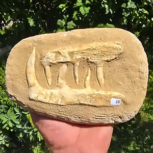 Mosasaurier Kiefer mit originalen Zähnen (Präpariert) – Fossil aus Marokko - 18x14cm - Nr. 16