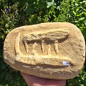 Mosasaurier Kiefer mit originalen Zähnen (Präpariert) – Fossil aus Marokko - 18x14cm - Nr. 16