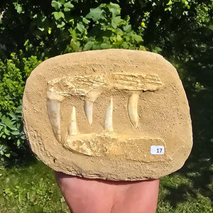 Mosasaurier Kiefer mit originalen Zähnen (Präpariert) – Fossil aus Marokko - 18x14cm - Nr. 17