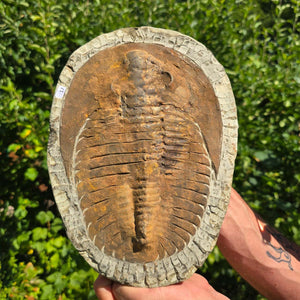 Echter Trilobit Fossil auf Matrix – Naturfund aus Marokko - handpräpariert - 32x23cm - Nr. 17