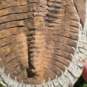 Echter Trilobit Fossil auf Matrix – Naturfund aus Marokko - handpräpariert - 32x23cm - Nr. 17