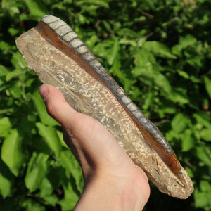 Orthoceras Fossil – 21x8cm geschliffene Platte aus Marokko - Nr. 17