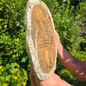 Echter Trilobit Fossil auf Matrix – Naturfund aus Marokko - handpräpariert - 32x23cm - Nr. 17