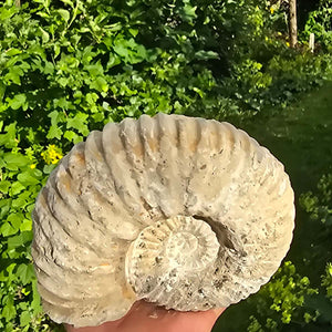 Ammonit - Echtes versteinertes Fossil - 100 Millionen Jahre alt - 16x14x8 cm - NR. 18