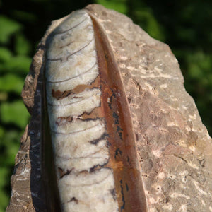Orthoceras Fossil – 18x9cm geschliffene Platte aus Marokko - Nr. 18