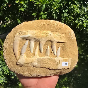 Mosasaurier Kiefer mit originalen Zähnen (Präpariert) – Fossil aus Marokko - 17x13cm - Nr. 18