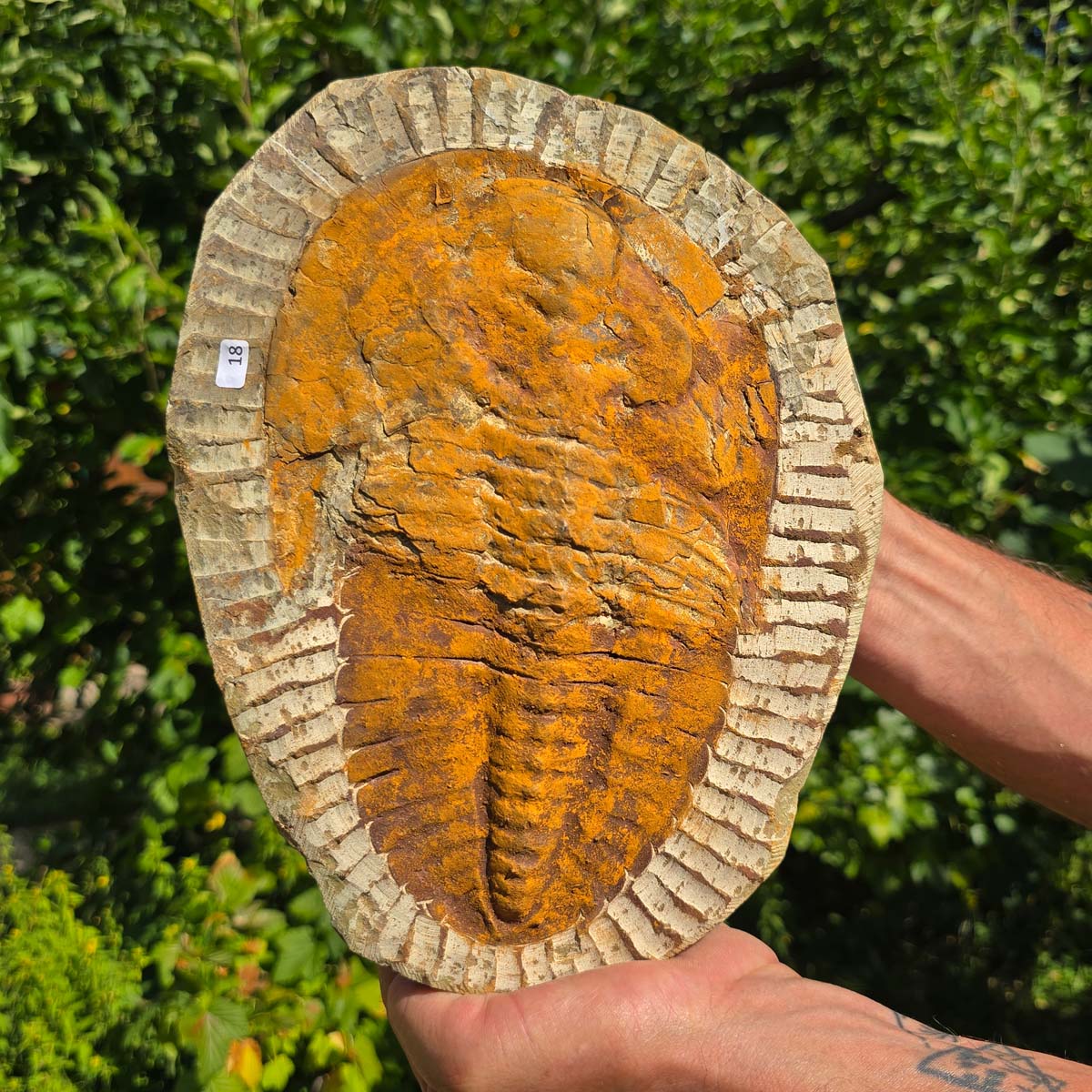 Echter Trilobit Fossil auf Matrix – Naturfund aus Marokko - handpräpariert - 27x21cm - Nr. 18