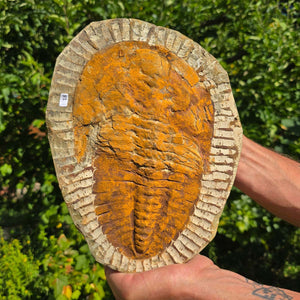 Echter Trilobit Fossil auf Matrix – Naturfund aus Marokko - handpräpariert - 27x21cm - Nr. 18
