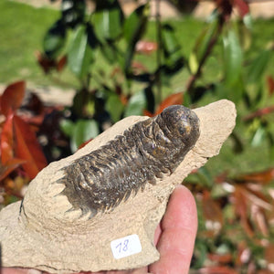 Echter Trilobit auf Muttergestein - Fossil aus Marokko – ca. 350 Mio. J., handpräpariert 12x7x6cm Nr. 18