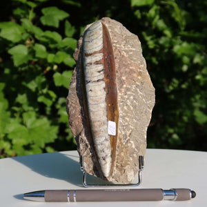 Orthoceras Fossil – 18x9cm geschliffene Platte aus Marokko - Nr. 18