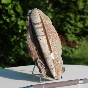 Orthoceras Fossil – 18x9cm geschliffene Platte aus Marokko - Nr. 18