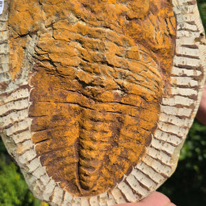 Echter Trilobit Fossil auf Matrix – Naturfund aus Marokko - handpräpariert - 27x21cm - Nr. 18