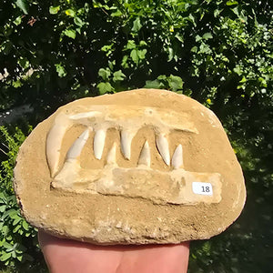 Mosasaurier Kiefer mit originalen Zähnen (Präpariert) – Fossil aus Marokko - 17x13cm - Nr. 18