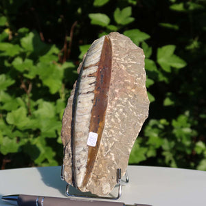 Orthoceras Fossil – 18x9cm geschliffene Platte aus Marokko - Nr. 18