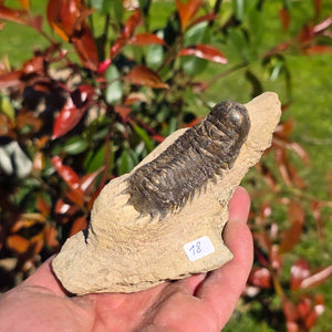 Echter Trilobit auf Muttergestein - Fossil aus Marokko – ca. 350 Mio. J., handpräpariert 12x7x6cm Nr. 18 in Hand