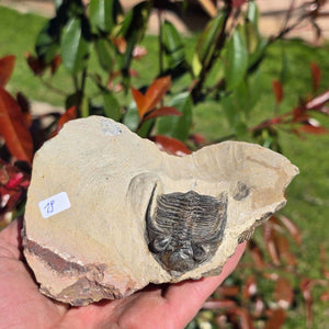 Echter Trilobit auf Muttergestein - Fossil aus Marokko – ca. 350 Mio. J., handpräpariert 13x8x9cm Nr. 19