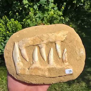 Mosasaurier Kiefer mit originalen Zähnen (Präpariert) – Fossil aus Marokko - 18x13cm - Nr. 19