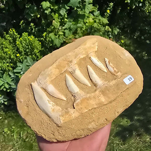 Mosasaurier Kiefer mit originalen Zähnen (Präpariert) – Fossil aus Marokko - 18x13cm - Nr. 19