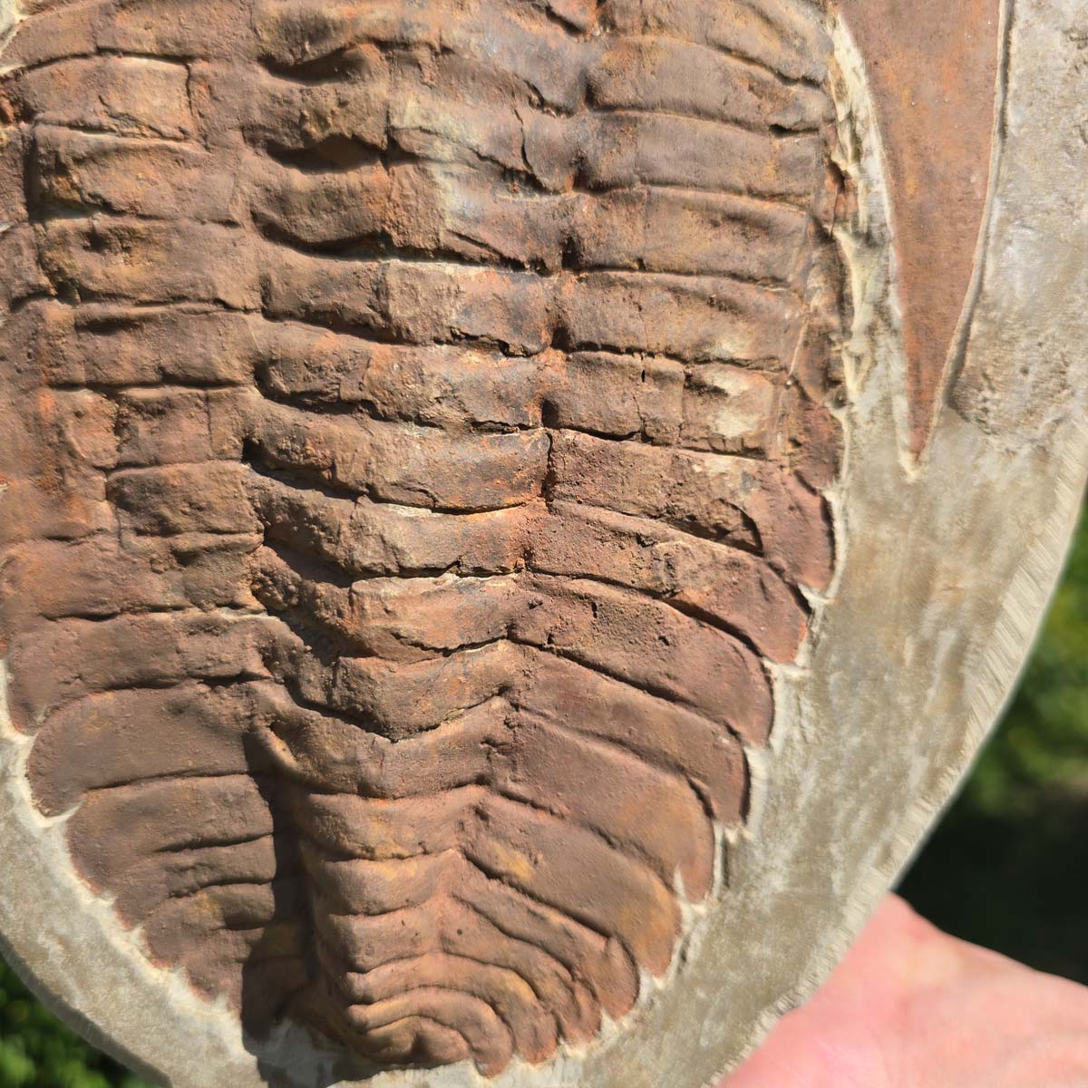 Echter Trilobit Fossil auf Matrix – Naturfund aus Marokko - handpräpariert - 32x23cm - Nr. 19