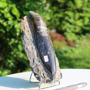 Orthoceras Fossil – 20x8cm geschliffene Platte aus Marokko - Nr. 19