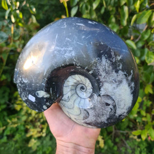 Ammonit - Echtes versteinertes Fossil - 100 Millionen Jahre alt - 21x17 cm - NR. 58