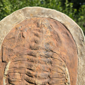 Echter Trilobit Fossil auf Matrix – Naturfund aus Marokko - handpräpariert - 32x23cm - Nr. 19